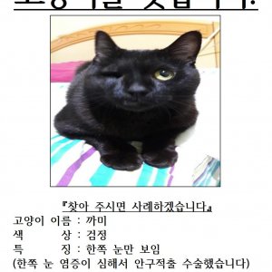고양이를 찾습니다 기타묘종 서울특별시 영등포구