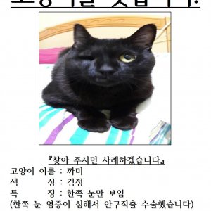 고양이를 찾습니다 고양이 전단지