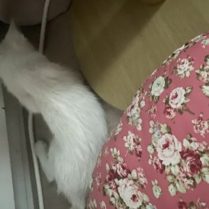 고양이 주인을 찾습니다 고양이 전단지