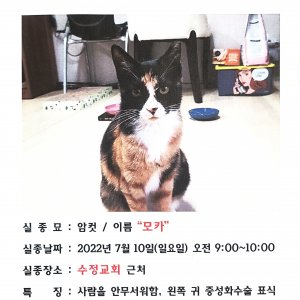 고양이를 찾습니다 고양이 전단지