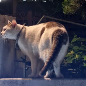 고양이 목격 기타묘종 서울특별시 동작구
