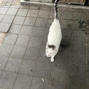 고양이를 찾습니다 유럽피언쇼트헤어 부산광역시 동래구