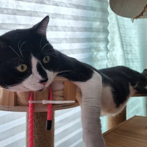 고양이 실종 먼치킨롱헤어 경기도 평택시