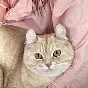고양이 실종 기타묘종 서울특별시 동대문구