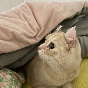 고양이를 찾습니다 고양이 전단지