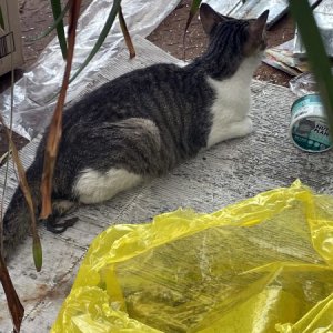 고양이 구조 기타묘종 강원도 강릉시