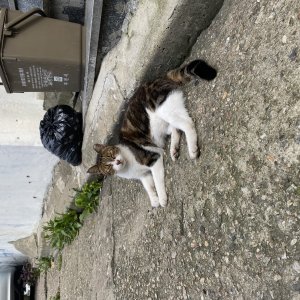 고양이 주인을 찾습니다 기타묘종 서울특별시 양천구