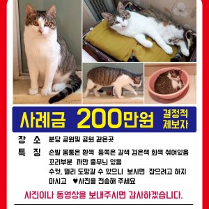 고양이를 찾습니다 고양이 전단지