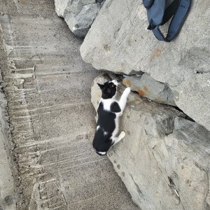 고양이 구조 기타묘종 경상북도 포항시 북구