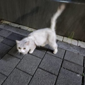 고양이 주인을 찾습니다 고양이 전단지