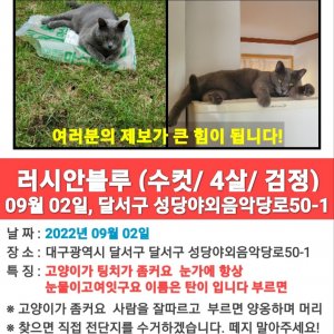 고양이를 찾습니다 러시안블루 대구광역시 달서구