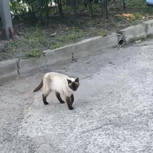 고양이 목격 샴 경상남도 거제시