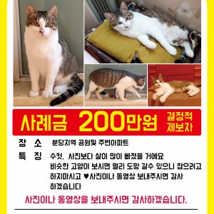 고양이를 찾습니다 고양이 전단지