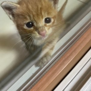 고양이 구조 기타묘종 경기도 용인시 기흥구