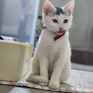 고양이 주인을 찾습니다 고양이 전단지