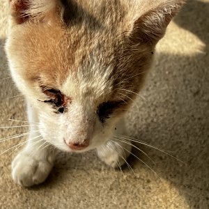 고양이 구조 기타묘종 전라남도 함평군