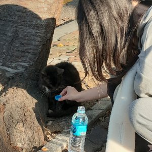 고양이 주인을 찾습니다 기타묘종 경기도 남양주시