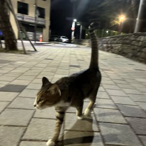 고양이 주인을 찾습니다 코리아쇼트헤어 서울특별시 송파구