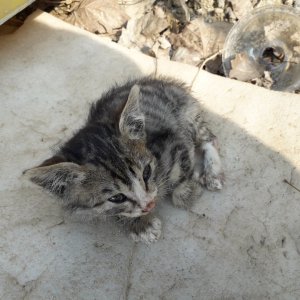 고양이 주인을 찾습니다 고양이 전단지