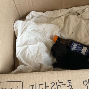 고양이 구조 코리아쇼트헤어 경기도 성남시 수정구