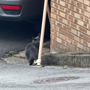 고양이 주인을 찾습니다 고양이 전단지