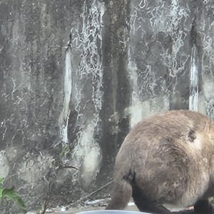 고양이 주인을 찾습니다 고양이 전단지