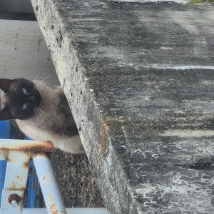 고양이 주인을 찾습니다 고양이 전단지