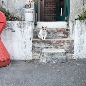 고양이 목격 기타묘종 강원도 춘천시