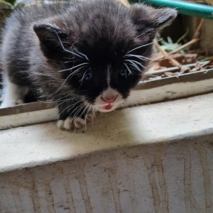 고양이 주인을 찾습니다 고양이 전단지