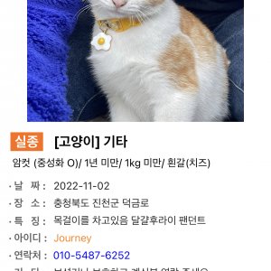 고양이를 찾습니다 고양이 전단지