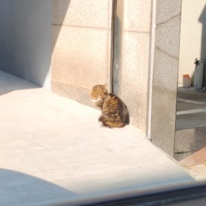 고양이 주인을 찾습니다 고양이 전단지