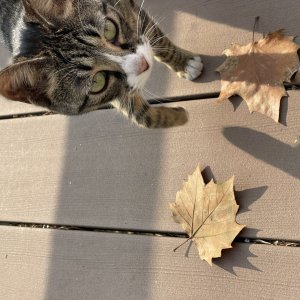 고양이 주인을 찾습니다 기타묘종 서울특별시 송파구