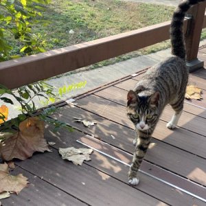 고양이 구조 기타묘종 서울특별시 송파구