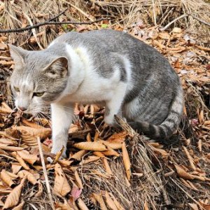 고양이 주인을 찾습니다 고양이 전단지