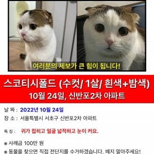 고양이 실종 스코티시폴드 서울특별시 서초구