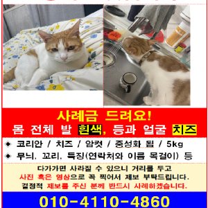 고양이를 찾습니다 코리아쇼트헤어 인천광역시 부평구