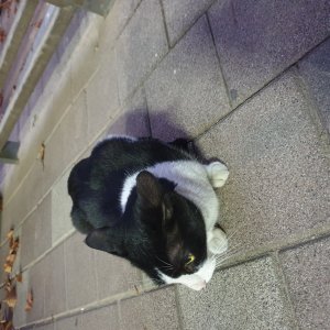 고양이 주인을 찾습니다 고양이 전단지