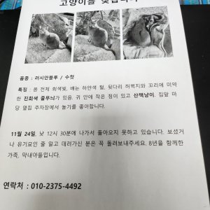 고양이를 찾습니다 러시안블루 서울특별시 송파구