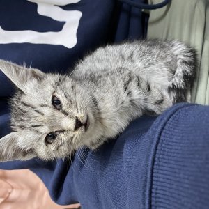 고양이 주인을 찾습니다 고양이 전단지