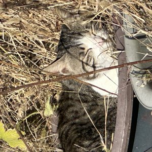 고양이를 찾습니다 고양이 전단지