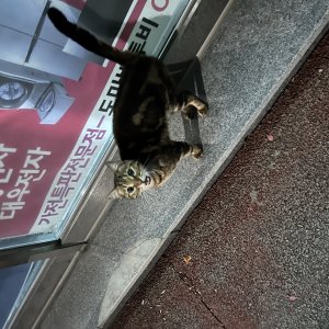 고양이 목격 기타묘종 대전광역시 서구