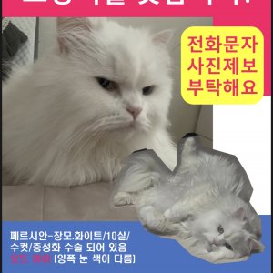 고양이를 찾습니다 고양이 전단지