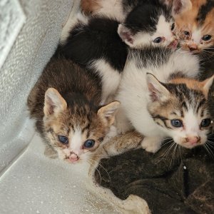 고양이 구조 기타묘종 경상북도 경산시