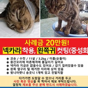 고양이를 찾습니다 고양이 전단지