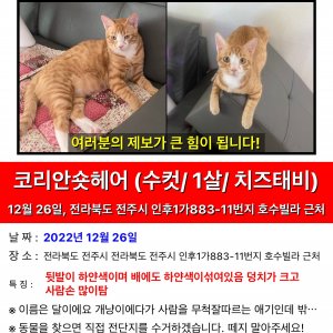 고양이 실종 코리아쇼트헤어 전라북도 전주시 덕진구