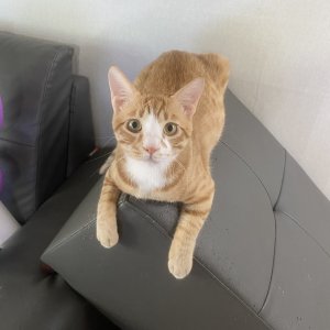 고양이를 찾습니다 고양이 전단지