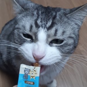 고양이를 찾습니다 고양이 전단지