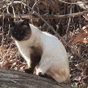 고양이 주인을 찾습니다 고양이 전단지