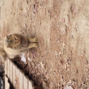 고양이 실종 기타묘종 경기도 시흥시