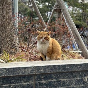 고양이 주인을 찾습니다 고양이 전단지